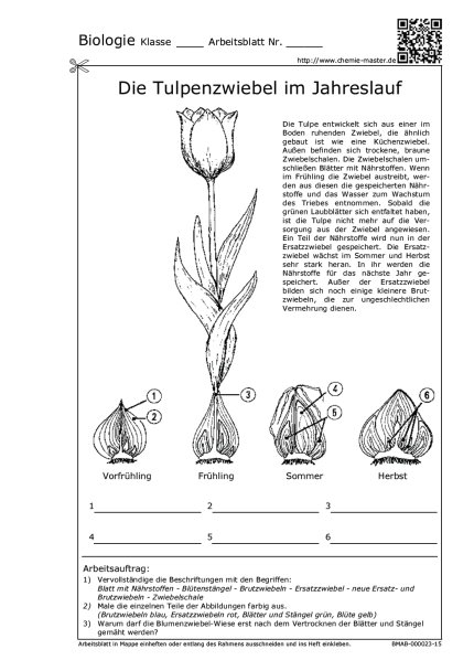 Die Tulpenzwiebel im Jahreslauf