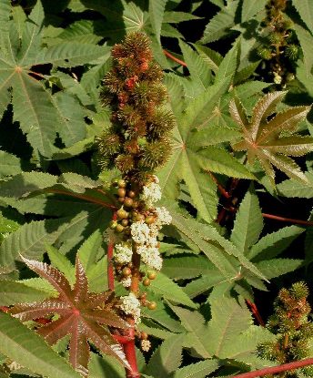 Ricinus communis